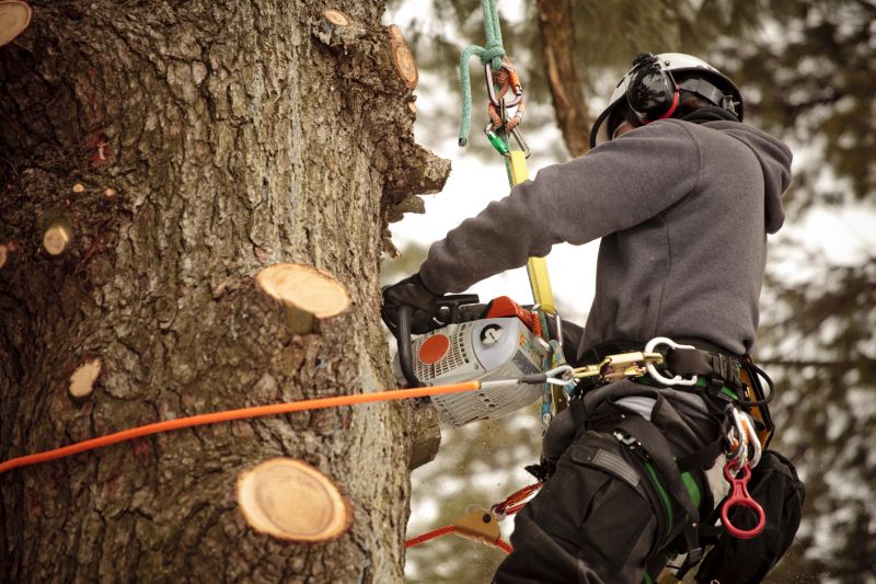 Arborist Equipment at Work
