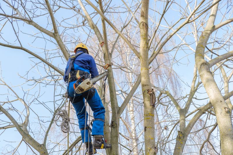Arborist Climbing Tree