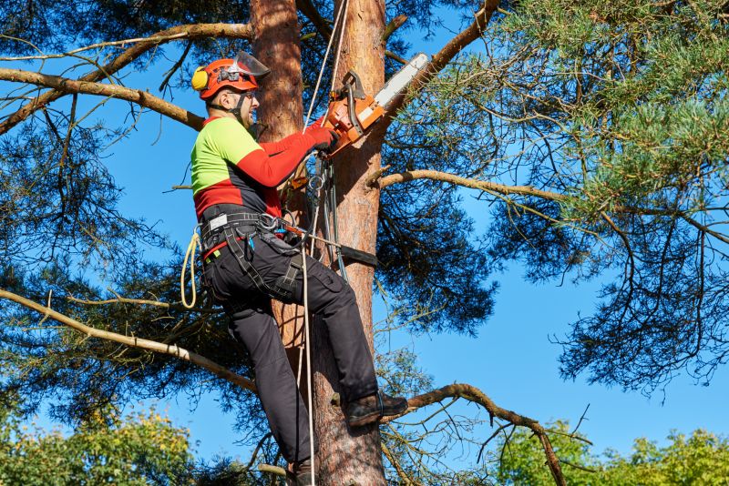 Emergency Tree Trimming