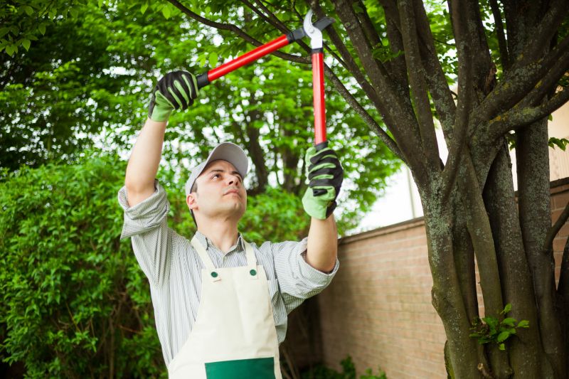 Tree Trimming Service in Coeur D Alene