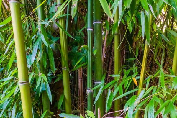 Bamboo Trimming in Coeur D Alene