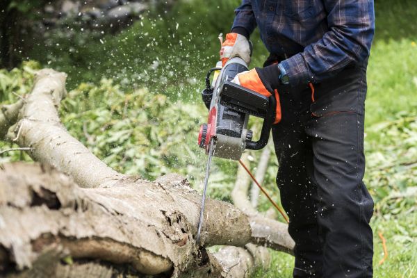 Branch Removal Service in Coeur D Alene