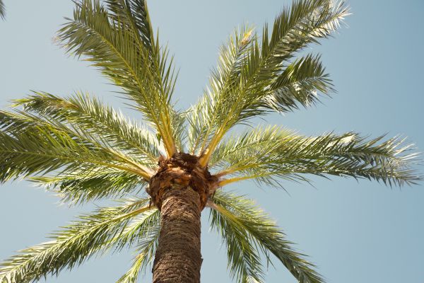 Palm Tree Pruning in Coeur D Alene