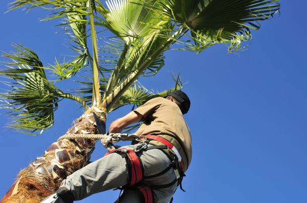 Palm Tree Trimming in Coeur D Alene