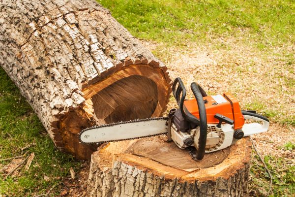 Tree Cutting Service in Coeur D Alene