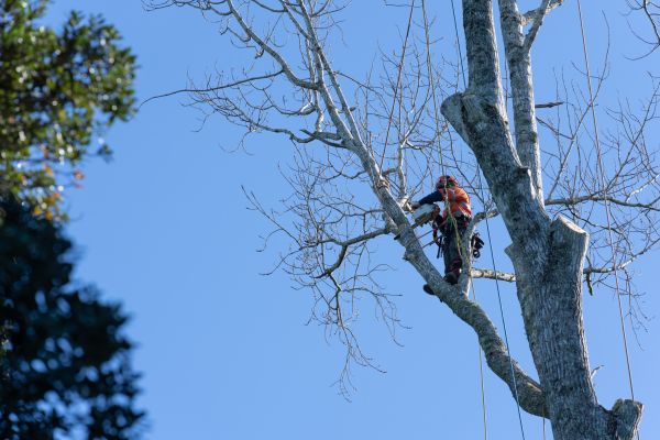Tree Topping Service in Coeur D Alene