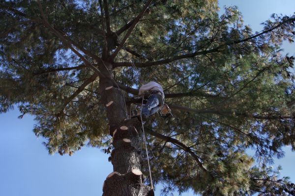 Trimming Service in Coeur D Alene
