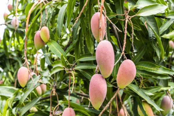 Mango Tree Trimming in Coeur D Alene