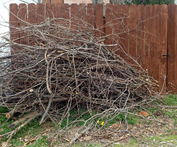 Dead Branch Removal in Coeur D Alene