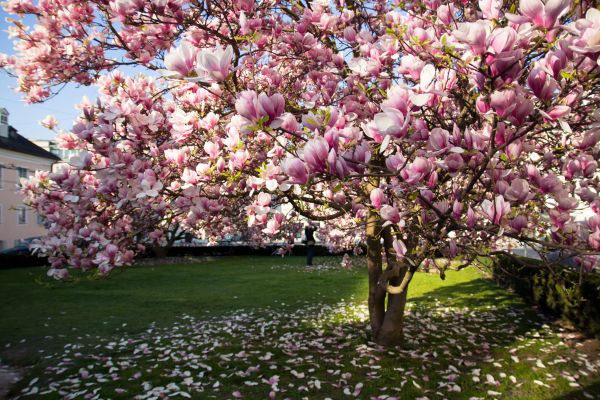 Ornamental Tree Pruning in Coeur D Alene