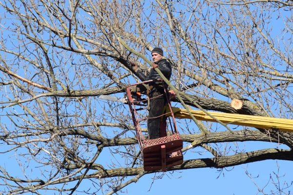 Emergency Tree Trimming in Coeur D Alene