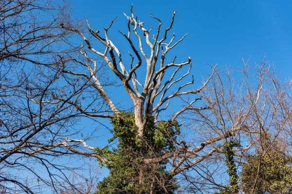 Deadwood Removal in Coeur D Alene