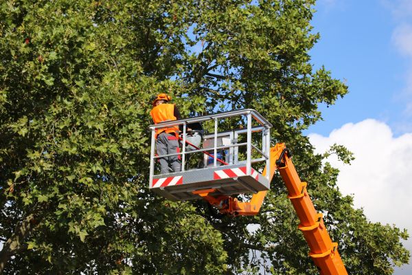 Commercial Tree Service in Coeur D Alene