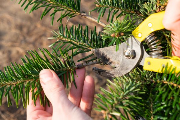 Pine Tree Pruning in Coeur D Alene