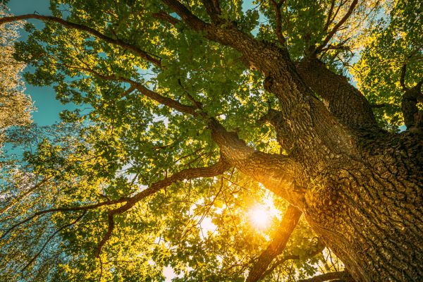 Oak Tree Pruning in Coeur D Alene
