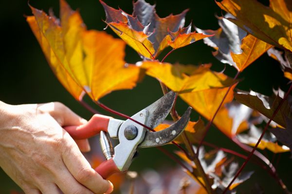 Maple Tree Pruning in Coeur D Alene