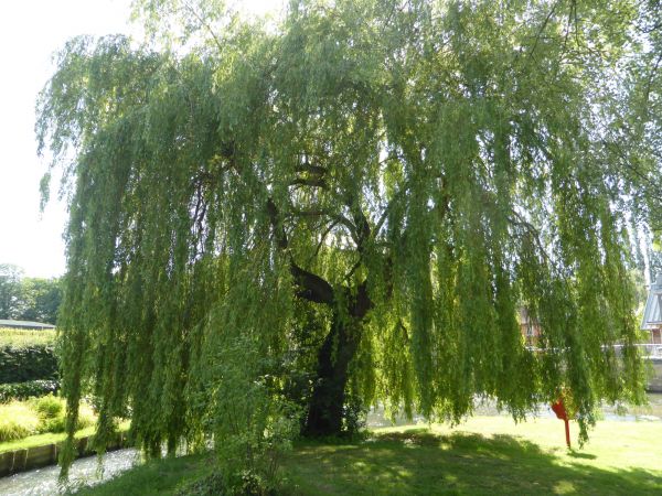 Willow Tree Trimming in Coeur D Alene