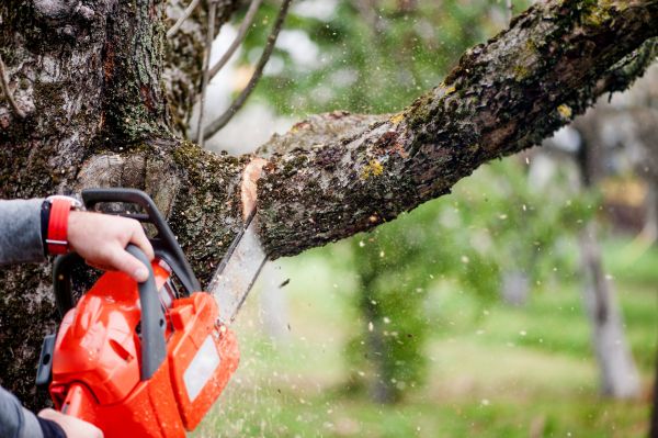 Tree Limbs Removal in Coeur D Alene