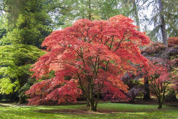Japanese Maple Pruning in Coeur D Alene