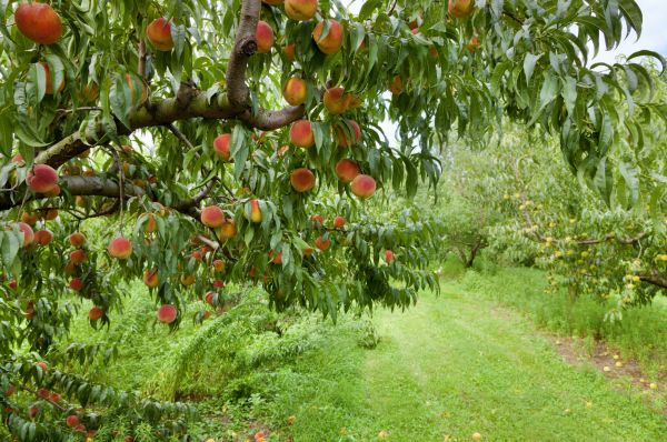 Peach Tree Pruning in Coeur D Alene