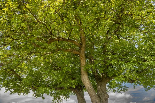 Walnut Tree Trimming in Coeur D Alene