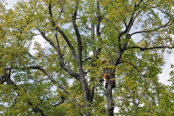 Tree Crown Shaping in Coeur D Alene