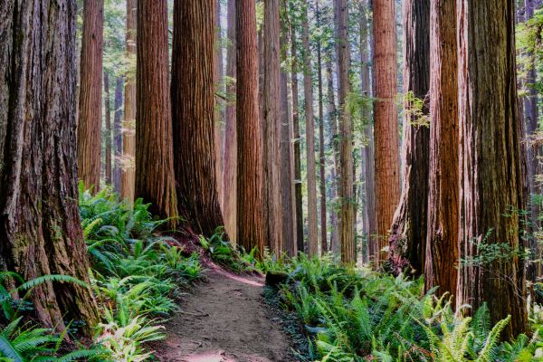 Redwood Tree Trimming in Coeur D Alene