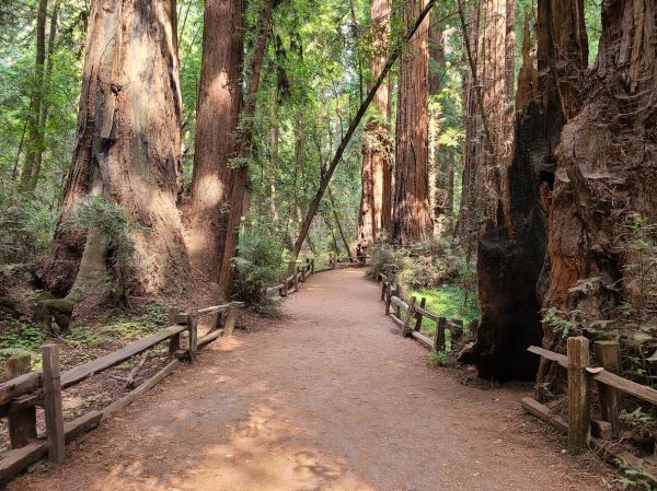 Redwood Tree Pruning in Coeur D Alene