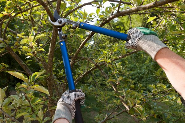 Residential Tree Pruning in Coeur D Alene