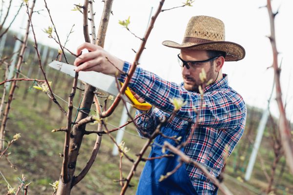 Orchard Tree Pruning in Coeur D Alene