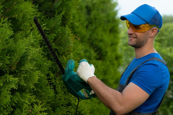 Tree Shaping Service in Coeur D Alene