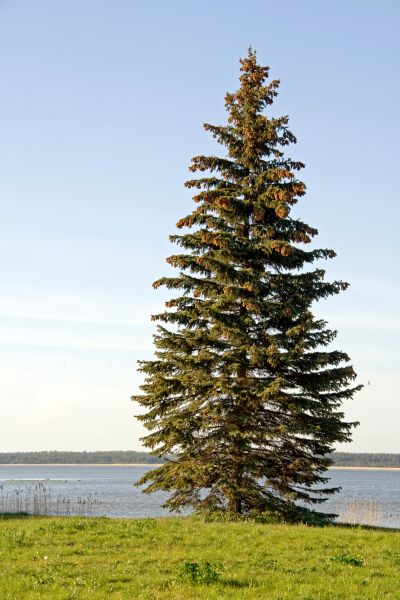 Spruce Tree Pruning in Coeur D Alene