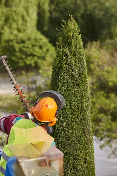 Cypress Tree Trimming in Coeur D Alene