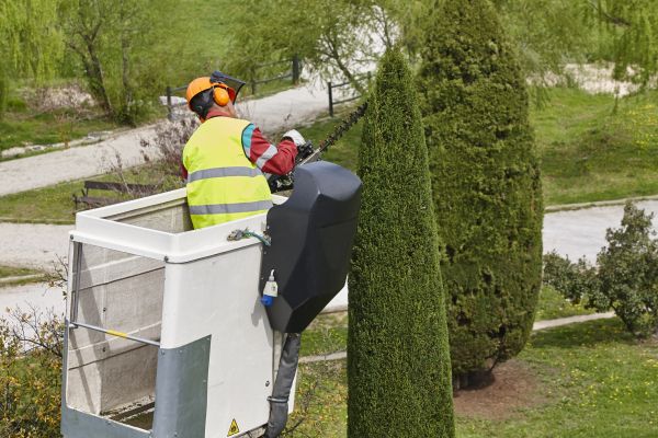Cypress Tree Pruning in Coeur D Alene