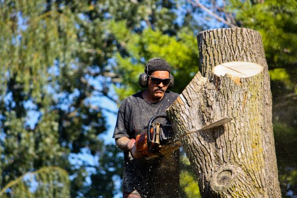 Ash Tree Pruning in Coeur D Alene