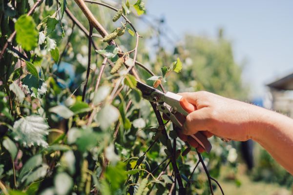 Birch Tree Pruning in Coeur D Alene