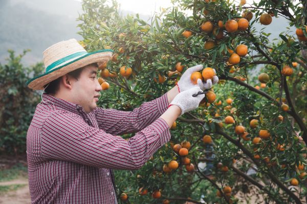 Orange Tree Pruning in Coeur D Alene