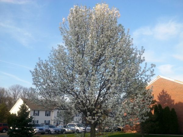 Bradford Pear Tree Pruning in Coeur D Alene