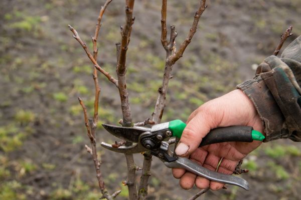 Pear Trees Pruning in Coeur D Alene