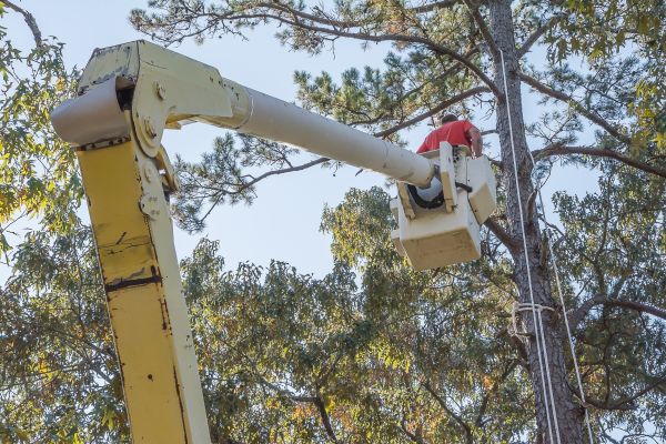Limbs Trimming in Coeur D Alene