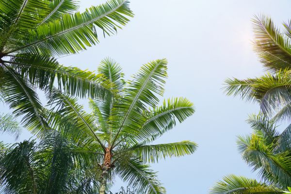 Queen Palm Tree Trimming in Coeur D Alene