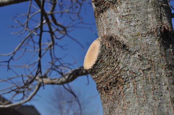 Limb Pruning in Coeur D Alene