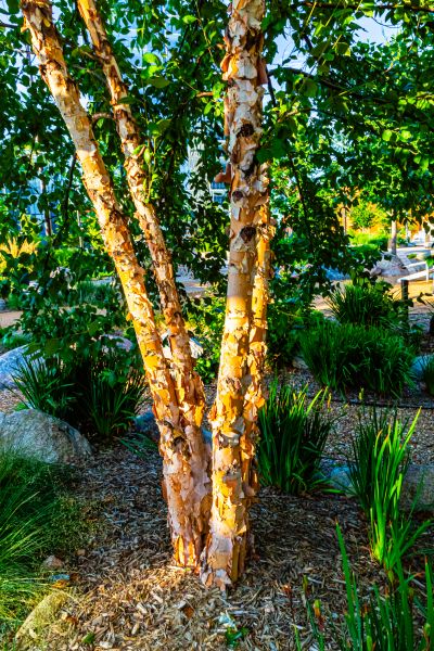 River Birch Trimming in Coeur D Alene