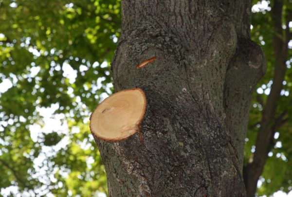 Limb Cutting in Coeur D Alene