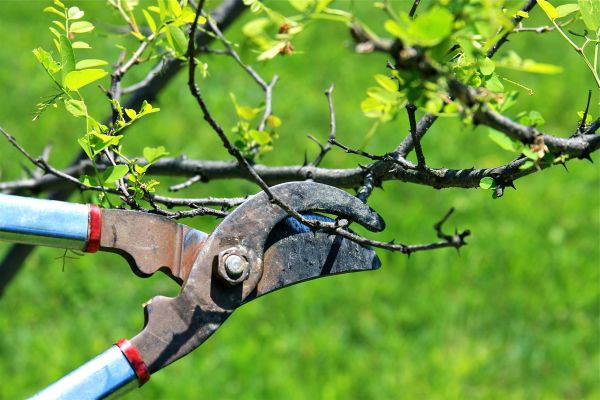 Branches Pruning in Coeur D Alene