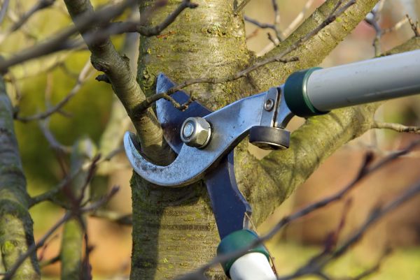 Tree Limb Trimming Service in Coeur D Alene