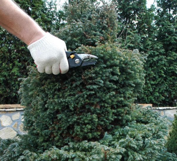 Ornamental Tree Trimming in Coeur D Alene