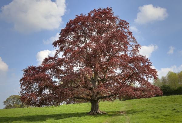 Beech Tree Pruning in Coeur D Alene