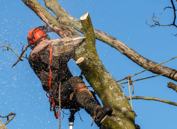 Tree Trimming Service in Coeur D Alene