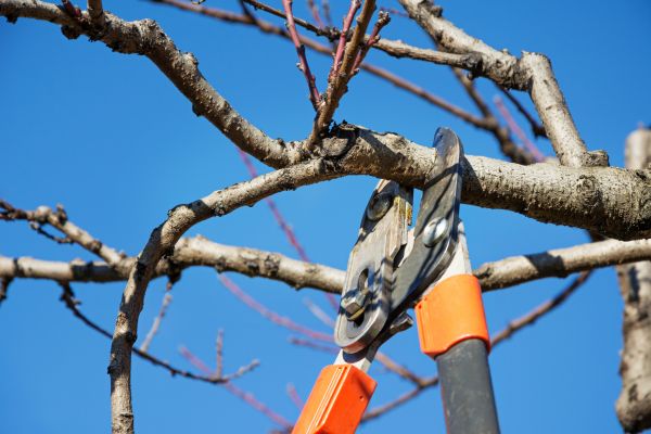 Tree Pruning in Coeur D Alene